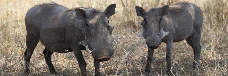 WartHog_5147.jpg