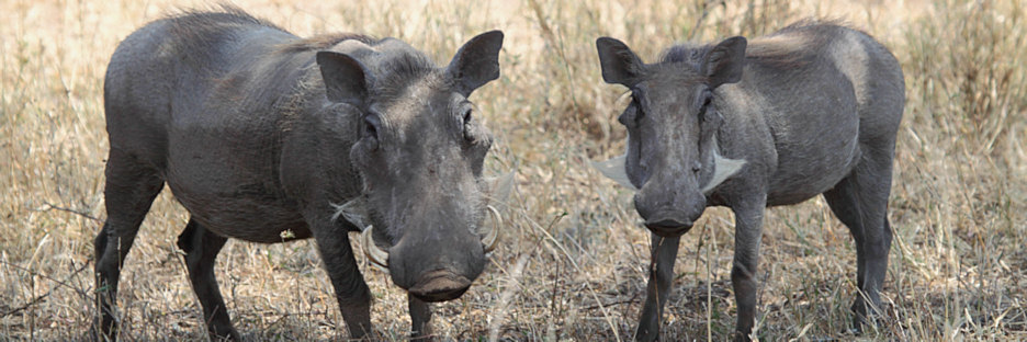 WartHog_5148.jpg