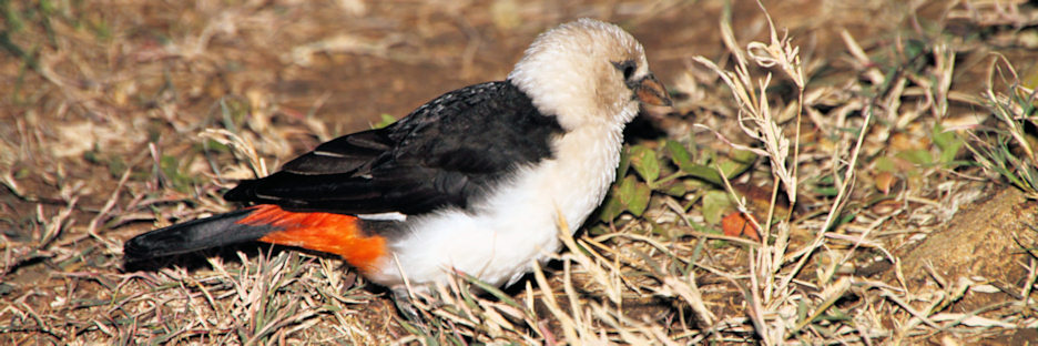 WhiteHeadedBuffaloWeaver_5197.jpg