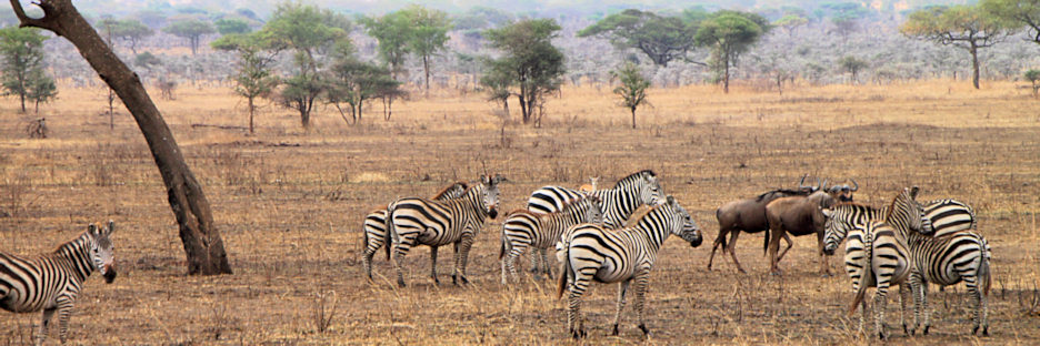 Zebra&Wilderbeest_4836.jpg