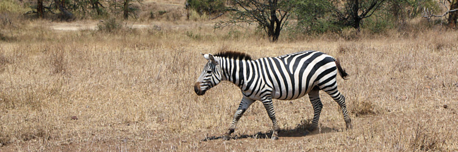Zebra_1863.jpg