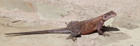 AgamaLizard_5159