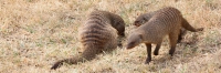 BandedMOngoose_1742