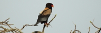 BateleurEagle_5085