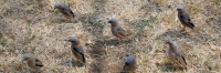 BirdGroups_1728