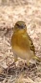 BirdGroups_1729_v