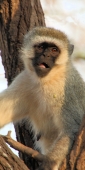 BlackFacedVervetMonkey_1696_v