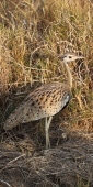 BlackFrontedBustard_5087_v