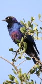 BlueEaredStarling_5123_v