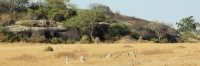 BrandsGazellesInLandscape_1781