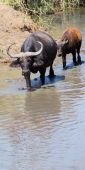 Buffalo_1629_v