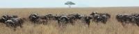 Buffalo_1726_4x1