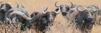 Buffalo_5009