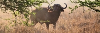 Buffalos_Dust_5118