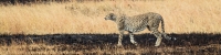 Cheetah_Male_5076_4x1