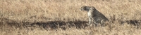 Cheetah_Male_5077_4x1