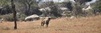 CommonEland_5134
