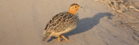 CoquiFrancolin_1679