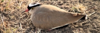CrownedLapwing_5200