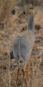 DikDik_5093_v