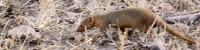 DwarfMongoose_1650_4x1