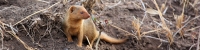 DwarfMongoose_1652_4x1