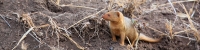 DwarfMongoose_1653_4x1