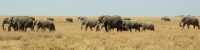 Elephants_1706_4x1
