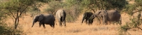 Elephants_1775_4x1