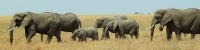 Elephants_4951_4x1