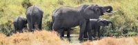 Elephants_4955