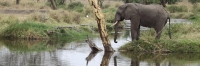 Elephants_5020