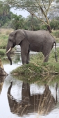 Elephants_5022_v