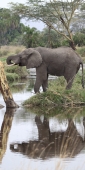 Elephants_5024_v