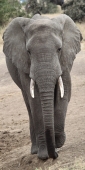 Elephants_5030_v