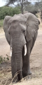 Elephants_5032_v