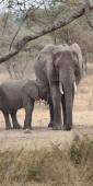 Elephants_5039_v