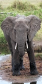 Elephants_5042_v