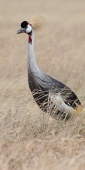 GreyCrownedCrane_1607_v