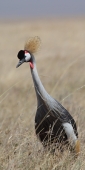 GreyCrownedCrane_1611_v