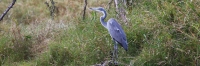 GreyHeadedHeron_4964