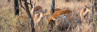 Impala_1763