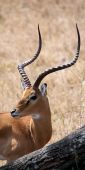 Impala_1854_v