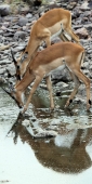 Impala_5172_v