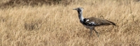 KoriBustard_5136