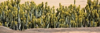 LandscapeFromDrumRock_1843