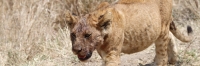 LionCub_5007