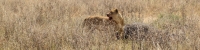 LionWithBuffaloKill_4968_4x1