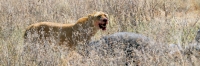 LionWithBuffaloKill_4973