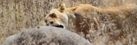 LionWithBuffaloKill_4992